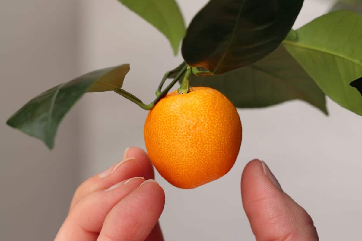 A little Calamondin orange growing on an indoor tree.