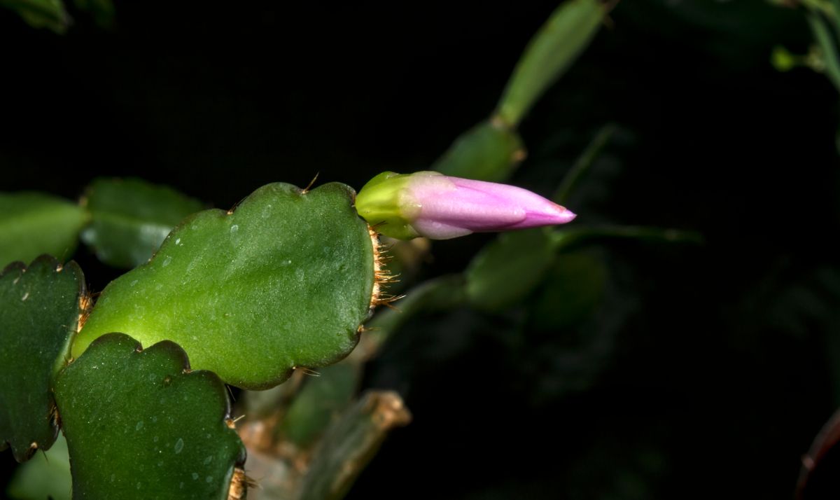 Close-up picture of a Christmas cactus with buds starting to open.