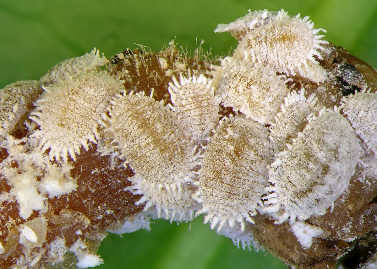 Powdery looking white mealybugs on a plant
