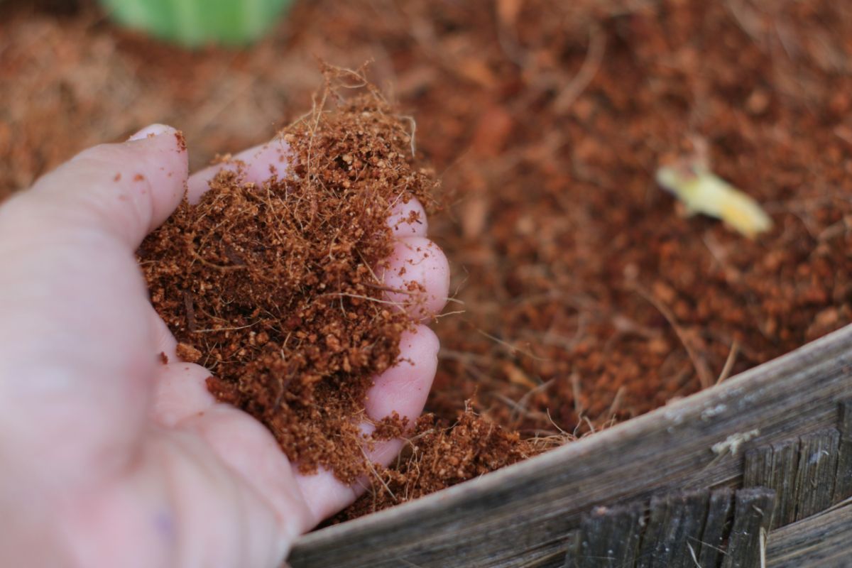 A gardener holds a mix of coconut coir for seedling mix