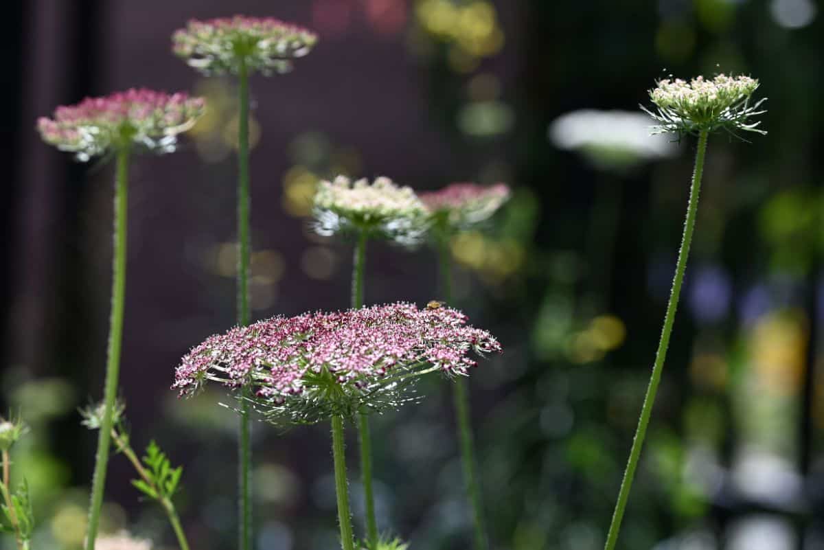 Flowers of Dara flowering carrot