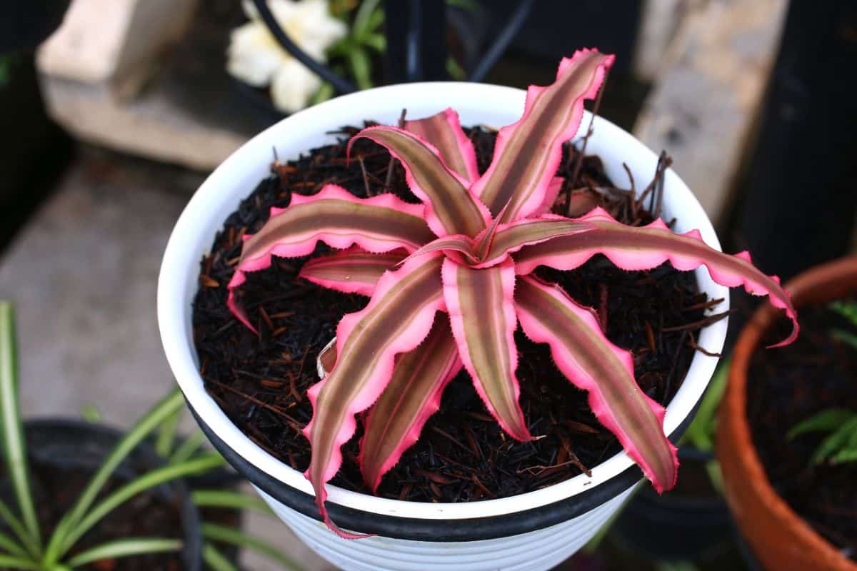 Pink and green "earth star" bromeliad