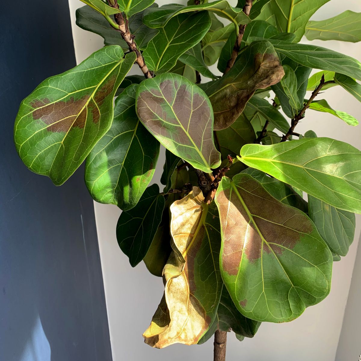 Brown spots on a sunburned fiddle leaf fig plant