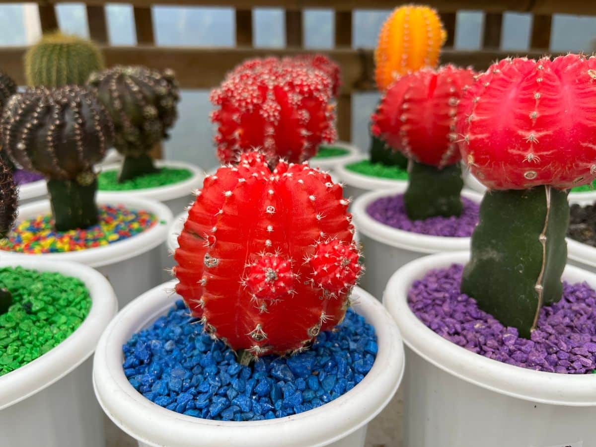 Brightly-colored cactuses with bright stones.