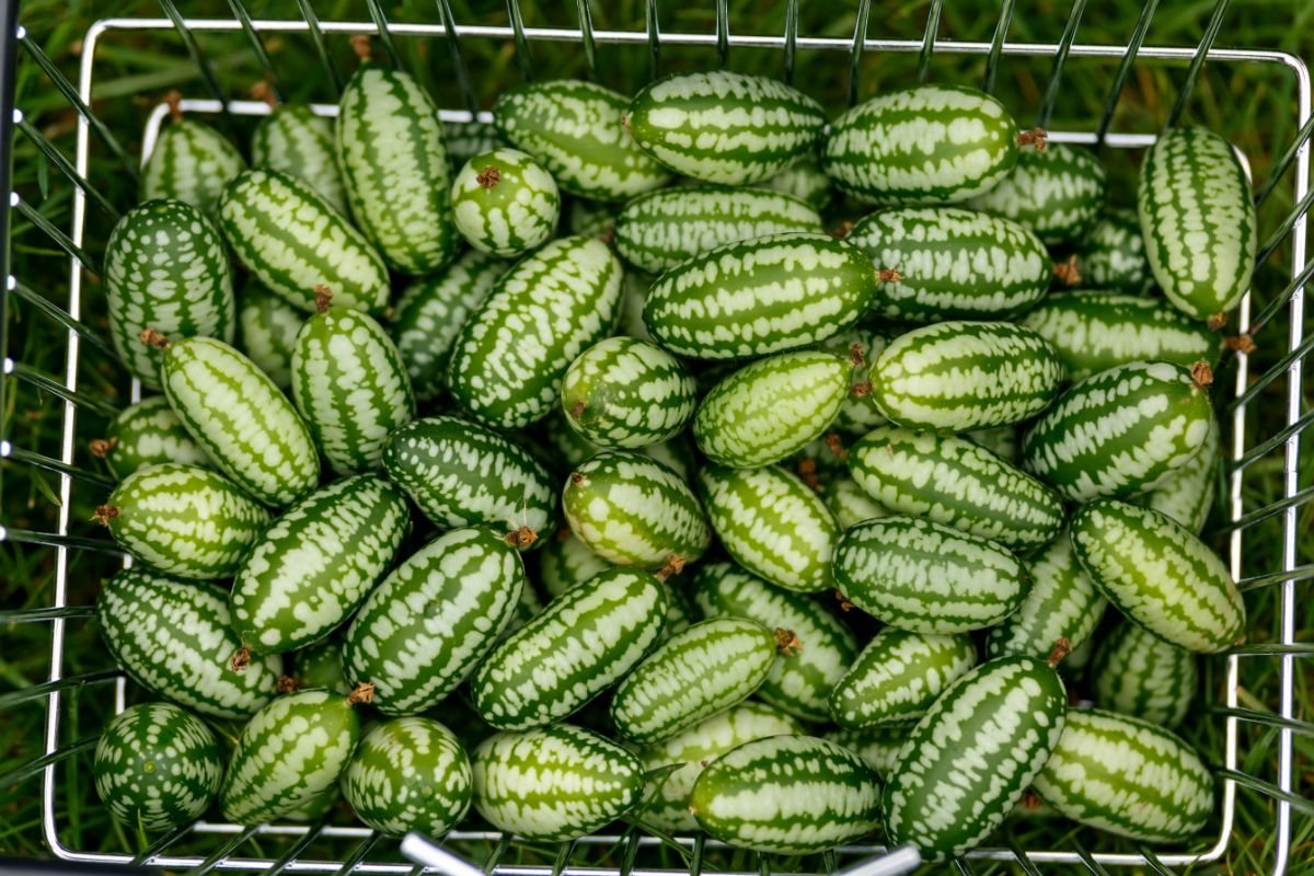 A basket full of Mexican Sour Gherkins