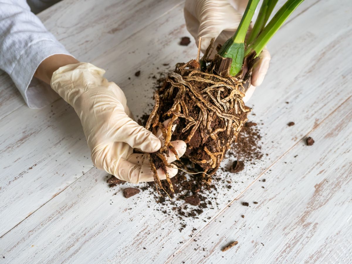 A person inspecting a potted plant for root rot