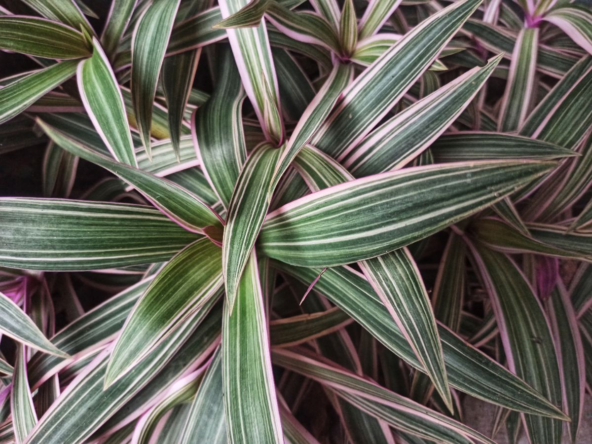 Pink and green striped Oyster plant