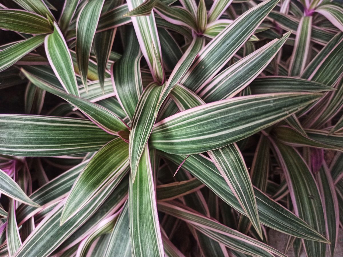 Planta de ostra rayada rosa y verde