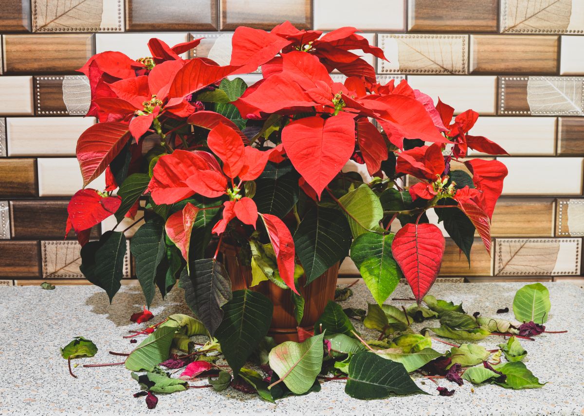 Leaves falling off a poinsettia plant that has been overwatered.