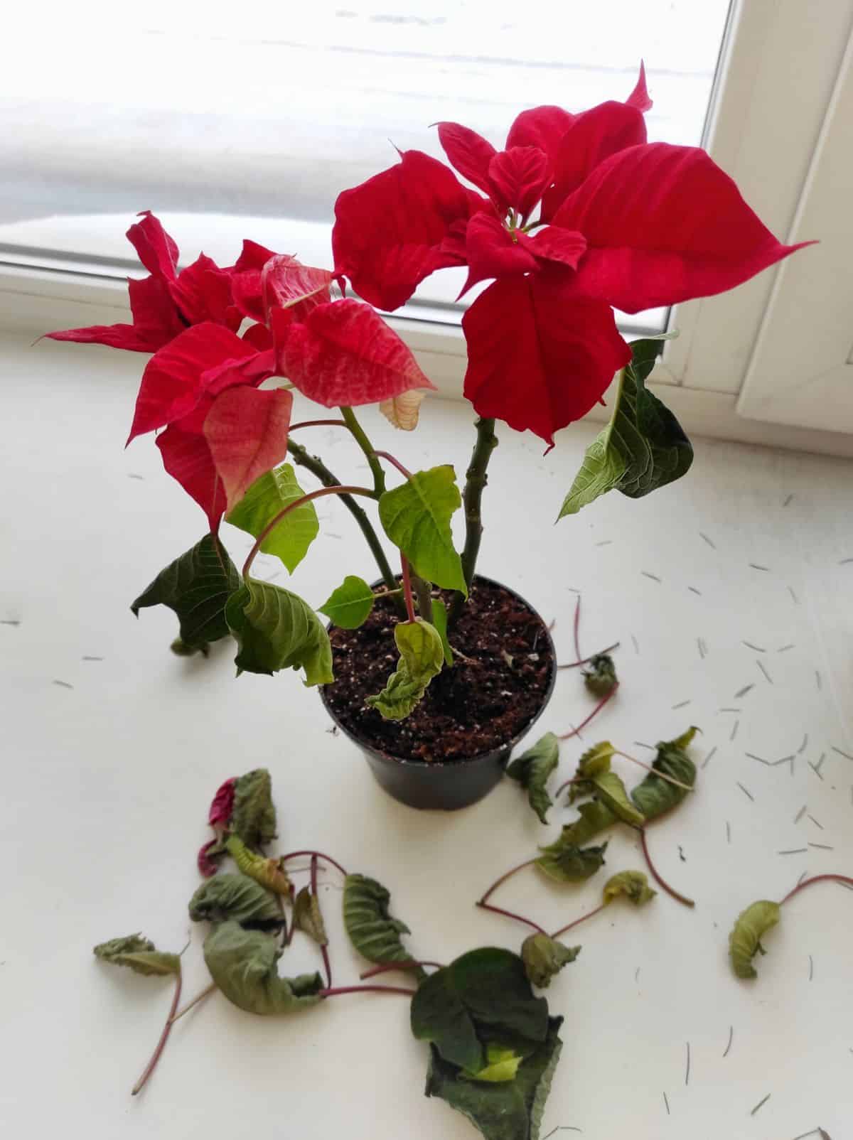 A sick poinsettia plant with dropped leaves.
