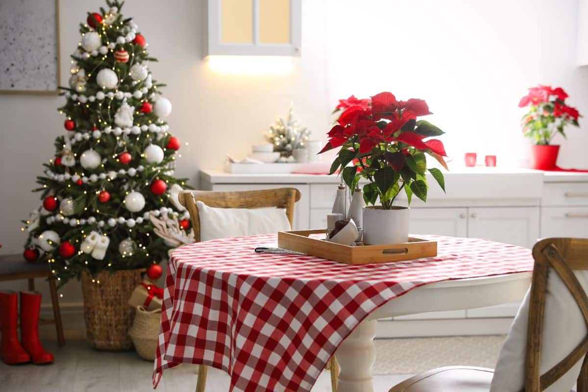 A bright and festive home with bright and festive poinsettias.