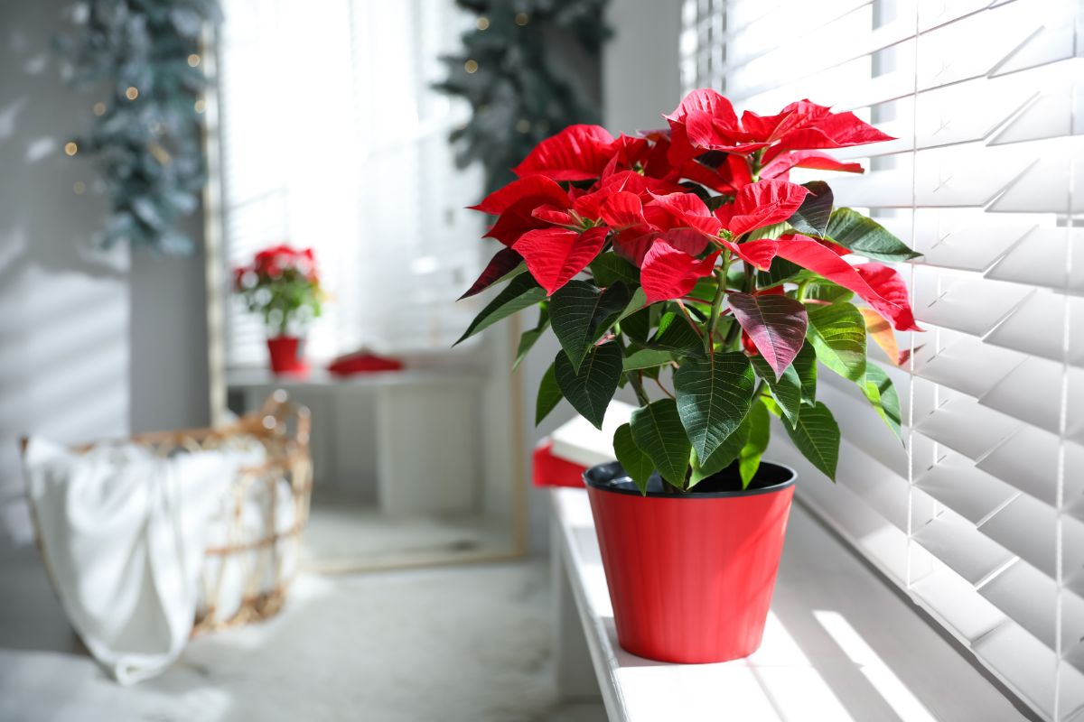 A poinsettia on a window sill protected from cold glass by a shade.