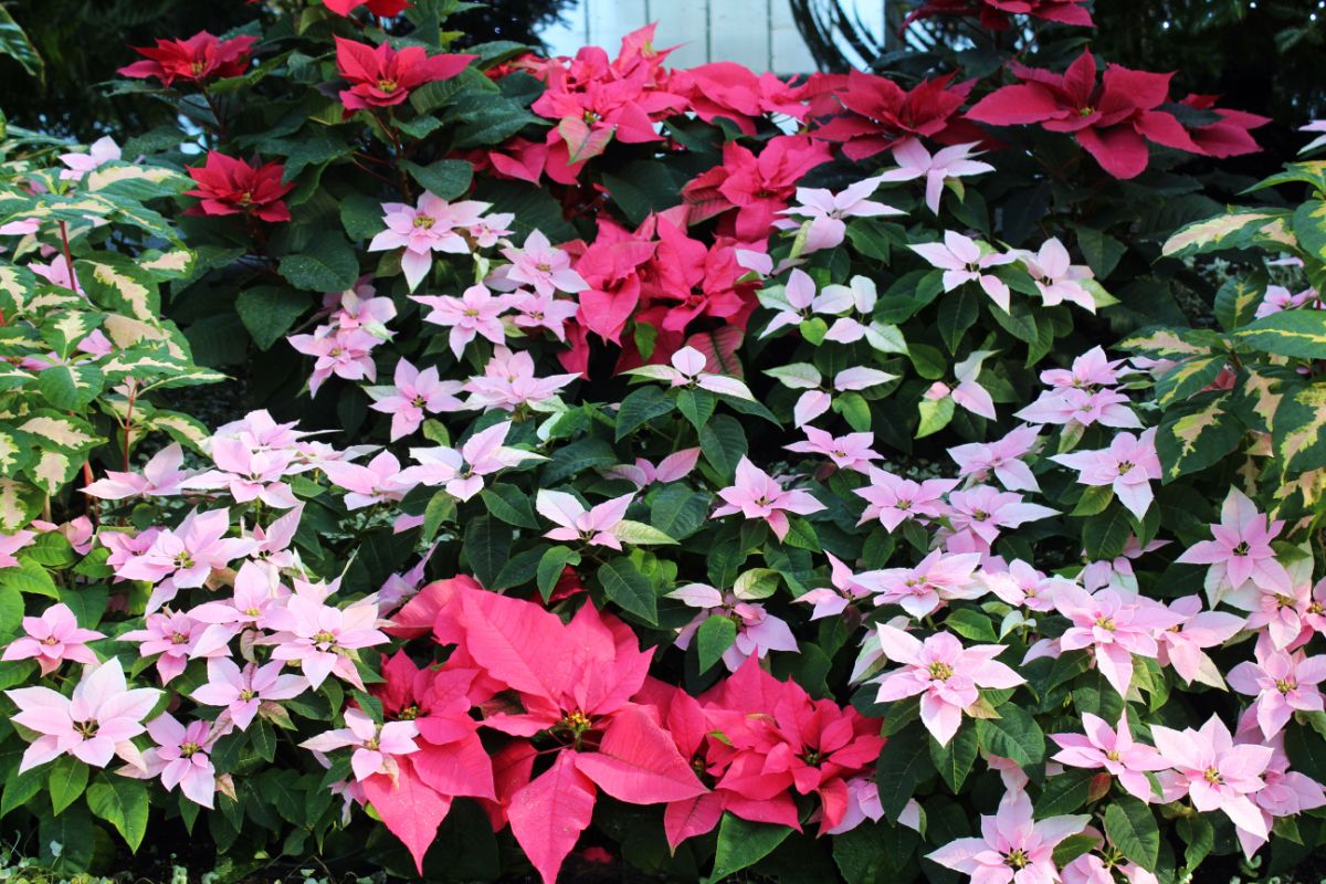Poinsettias are perfectly safe for decorating in the home.