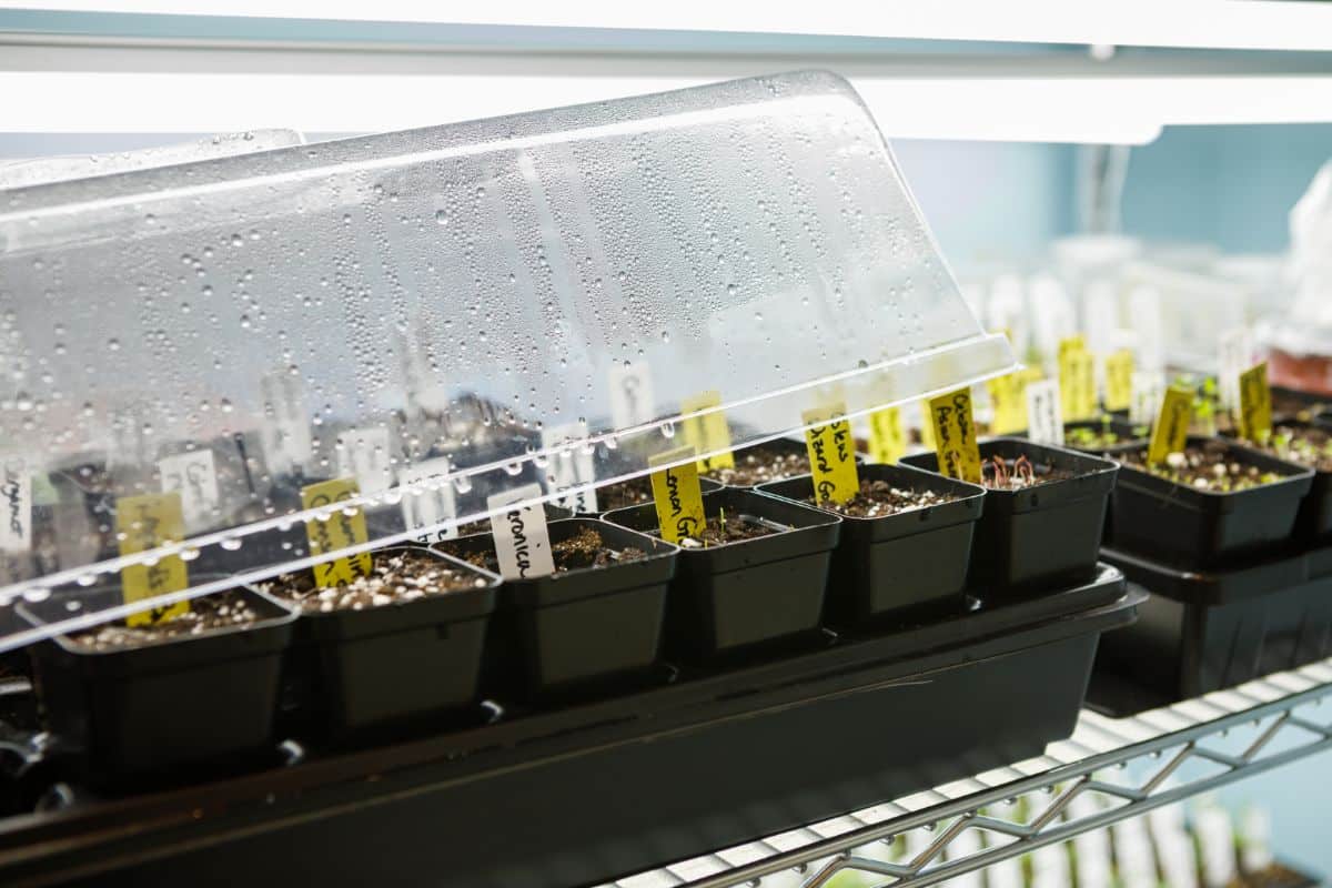 Seedlings in seed plant trays and cell packs