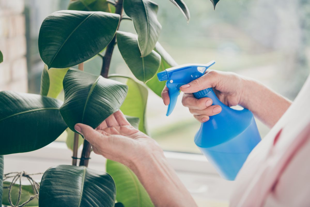 A houseplant keeper treating for hard bodied scales