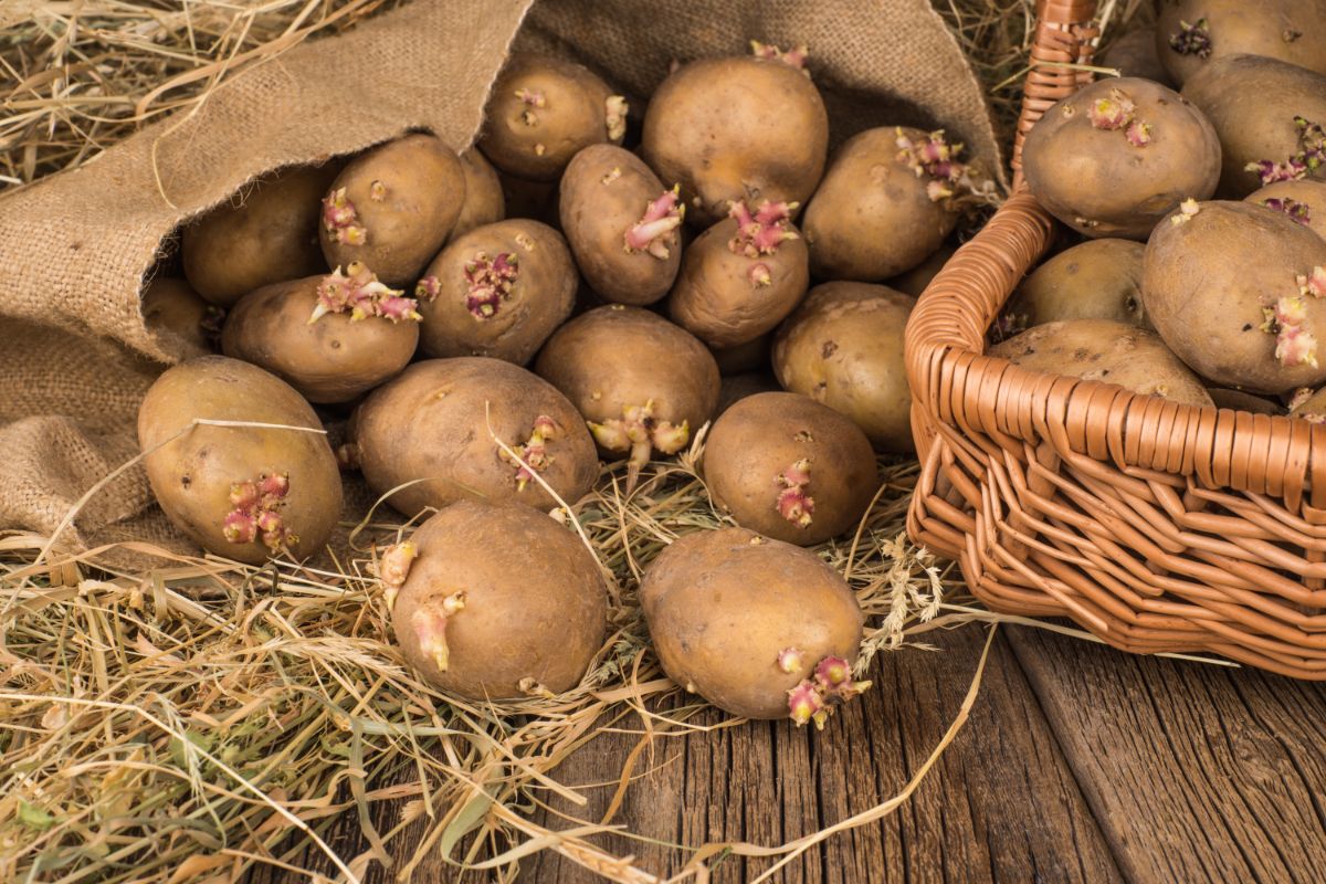 Algonquin potato with budding eyes