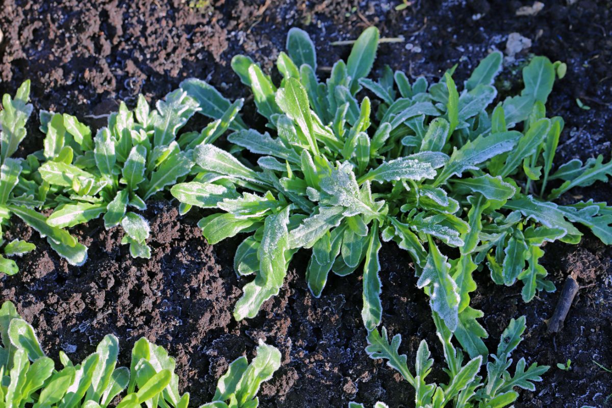 Arugula grows in a winter garden, covered in frost