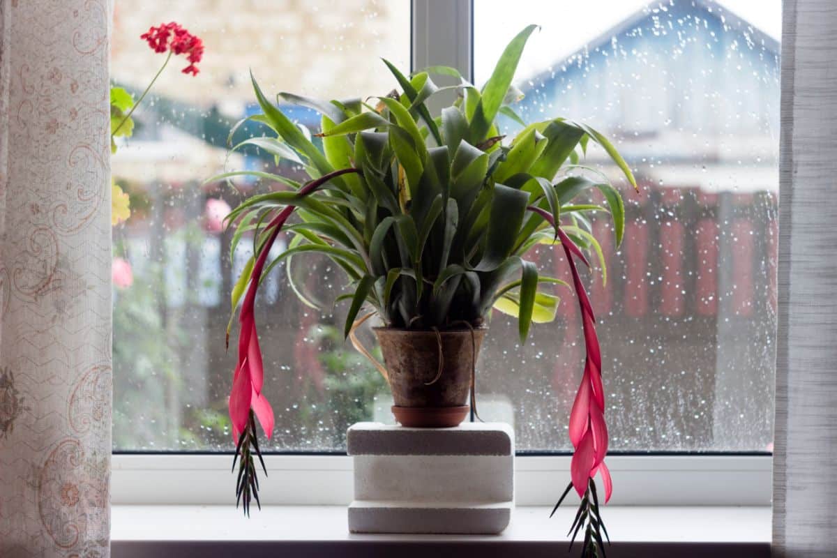 Billbergia bromeliad trailing long pink flowers