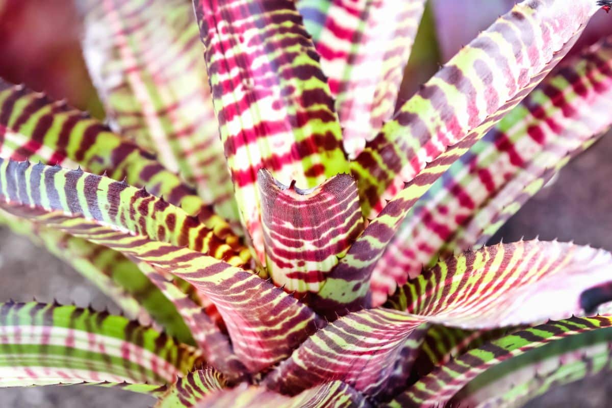 Llamativa planta de bromelia con rayas de color rojo púrpura y verde