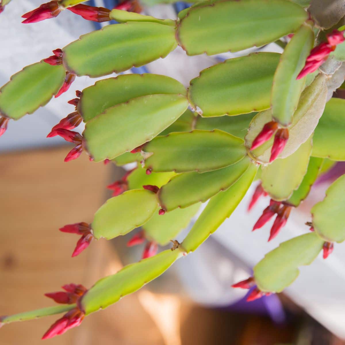 New tiny buds on the branches of a Christmas cactus plant.