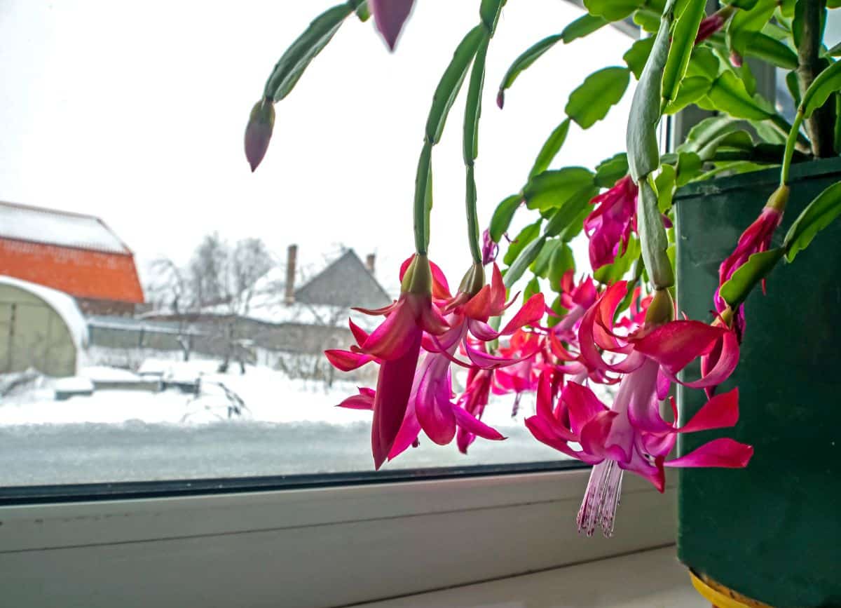 A blooming Christmas cactus hanging in a bright window in winter.