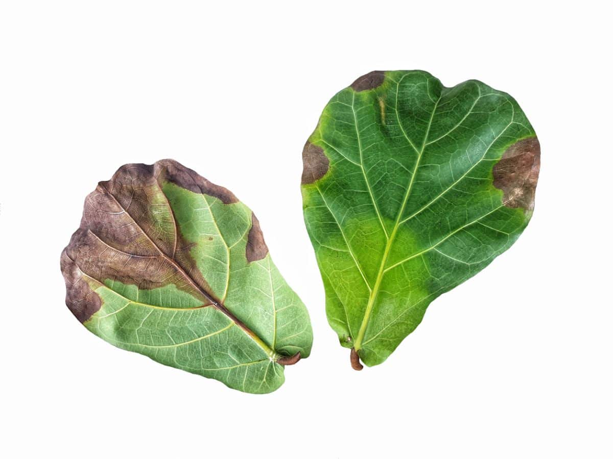 Brown spots on fiddle leaf fig from underwatering