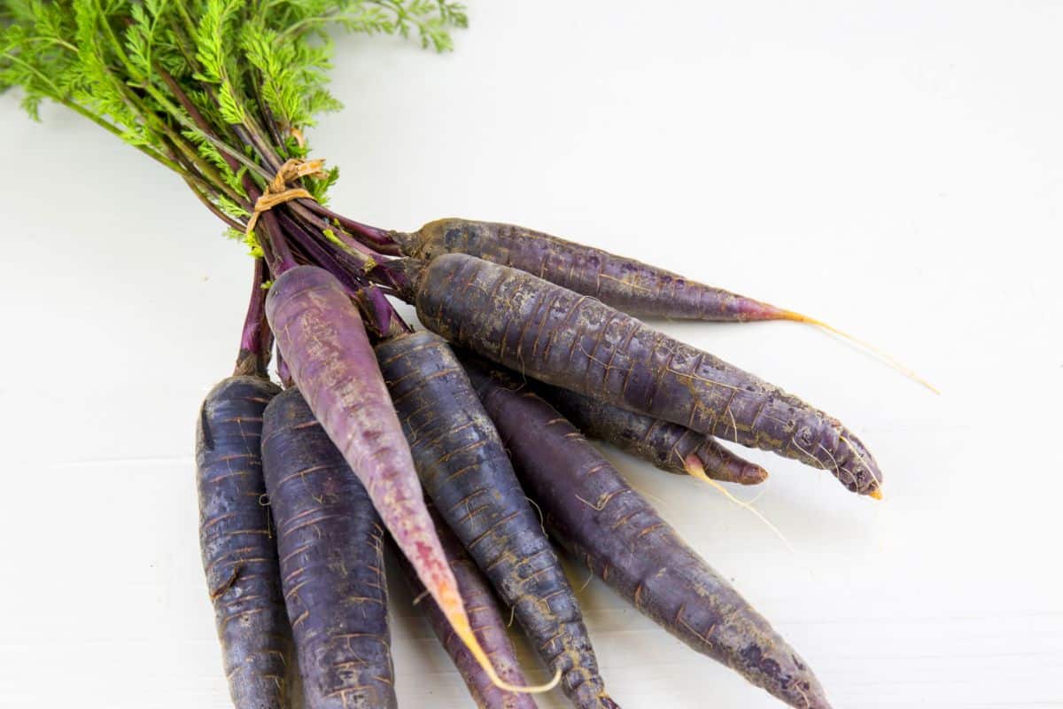 Dusky Gniff purple carrots