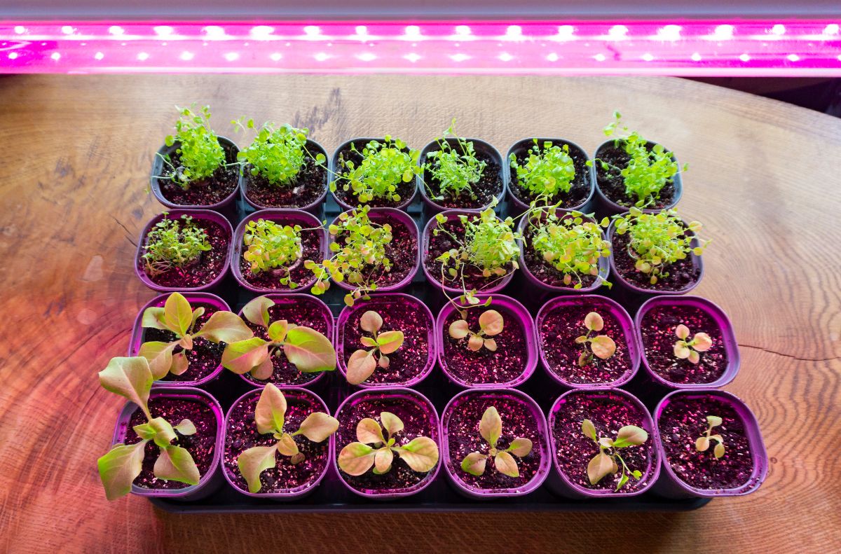 young seedlings growing under a grow light setup