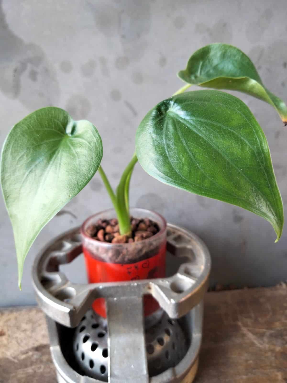 A potted small pothos plant is easy to care for.