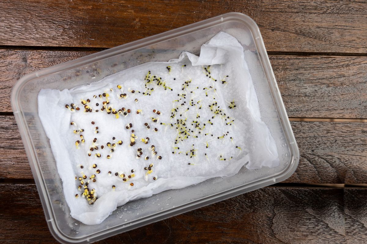 Cold stratifying seeds in an upcycled deli container