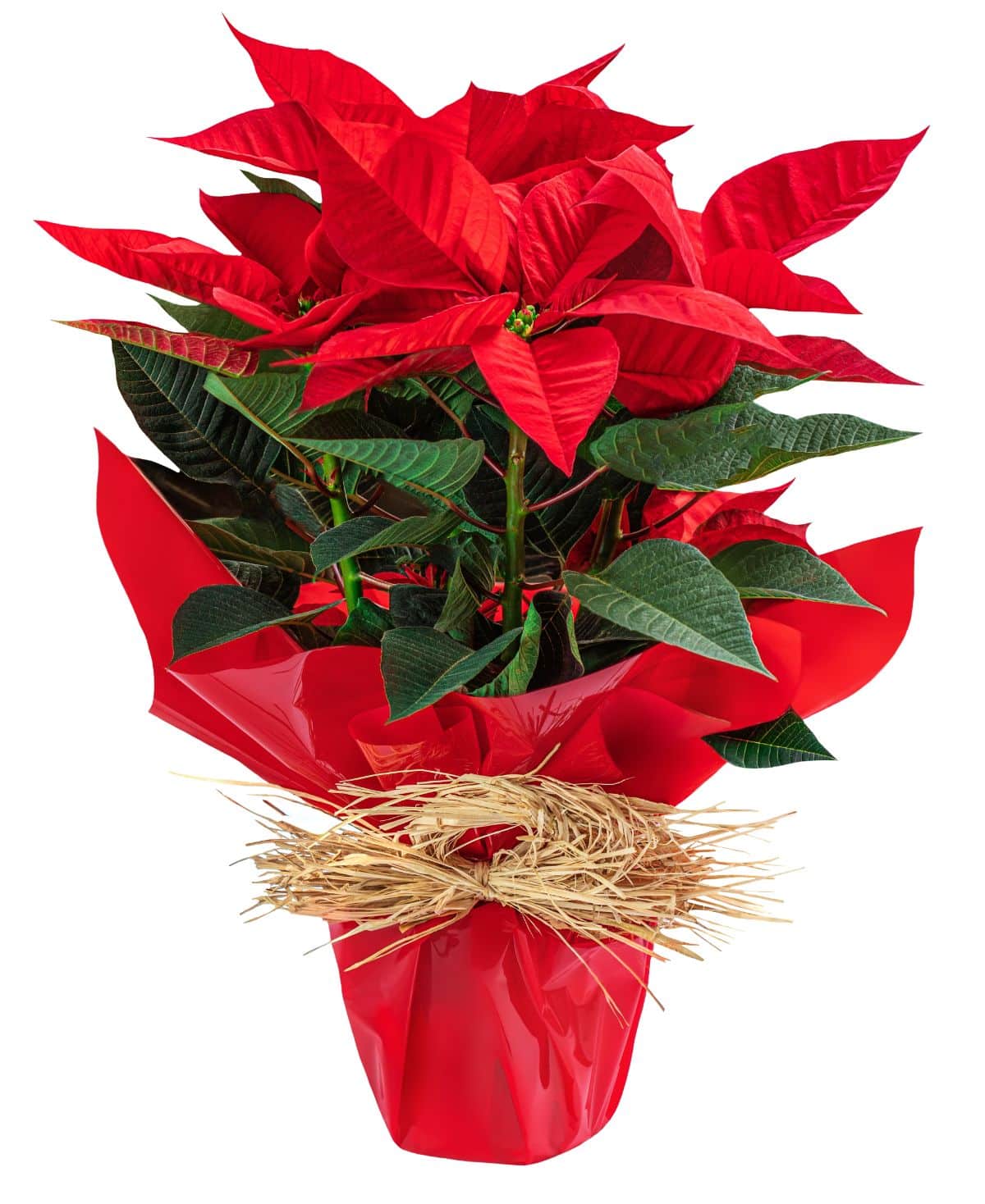 A nicely wrapped poinsettia plant with a pot cover that needs drainage holes.