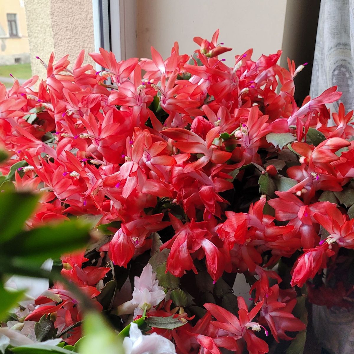 Close-up of a beautiful red Christmas cactus in bloom.
