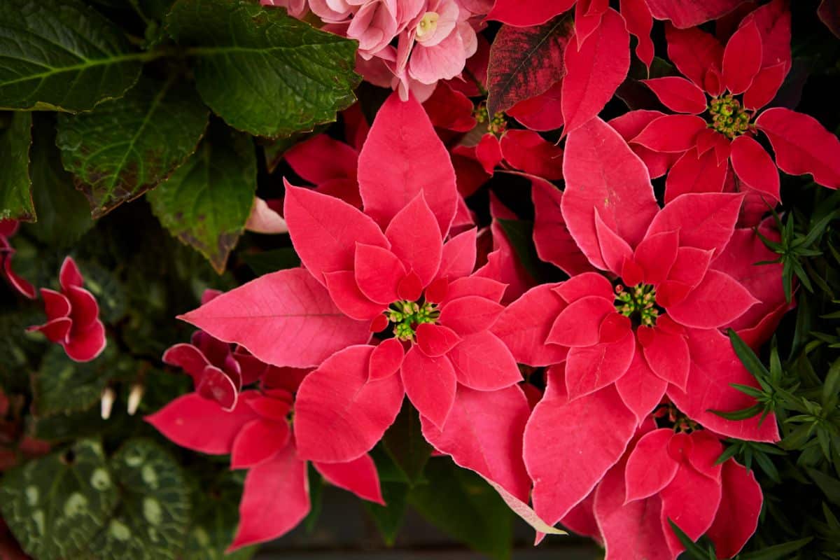 Close-up of a happy, healthy poinsettia plant.
