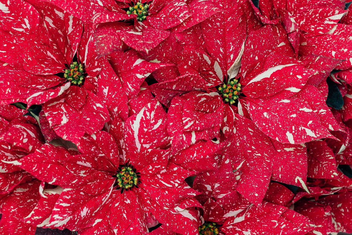 A speckled red poinsettia with unique blooms.