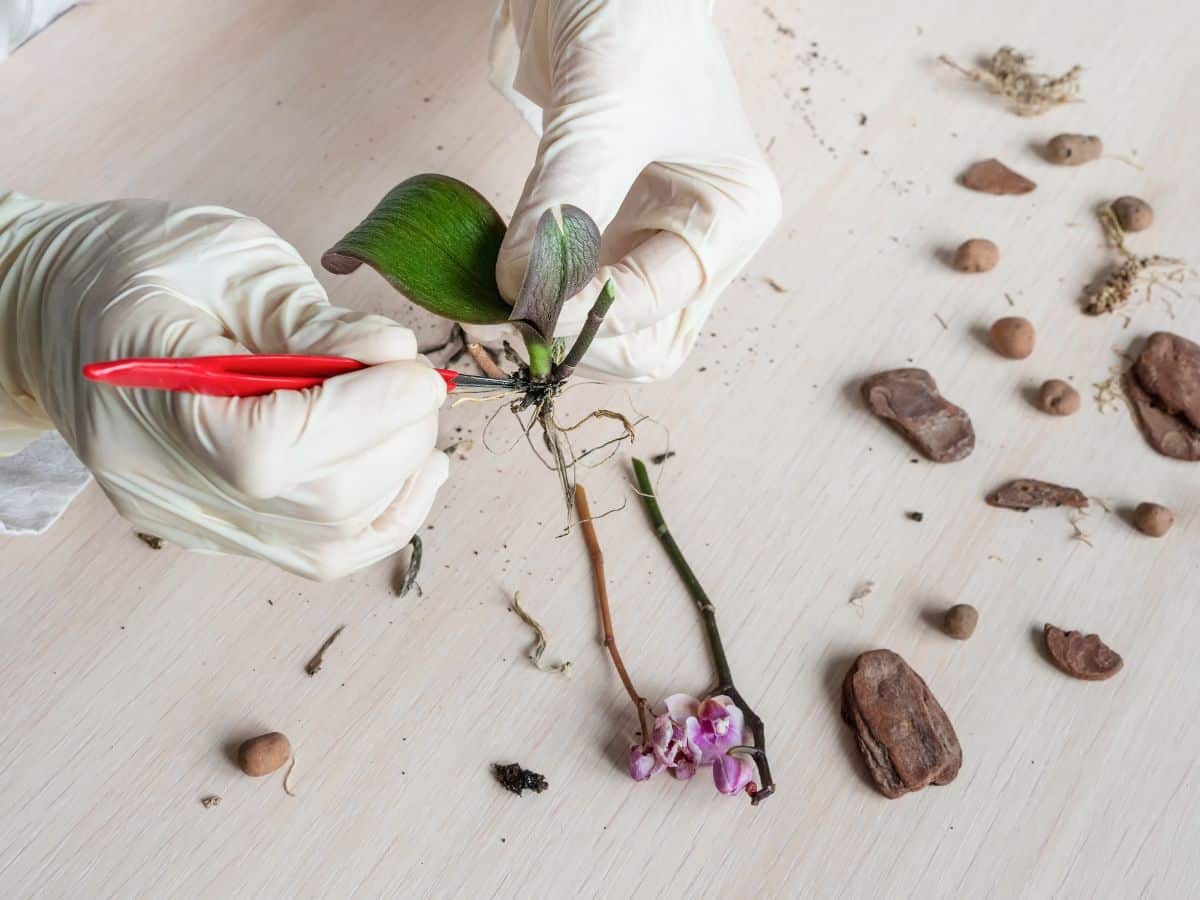 A person cutting back diseased roots on an orchid