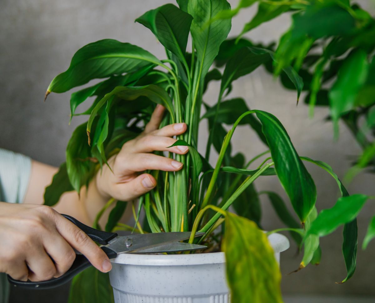 A plant keeper trimming infected leaves on a plant with hard body scale bugs