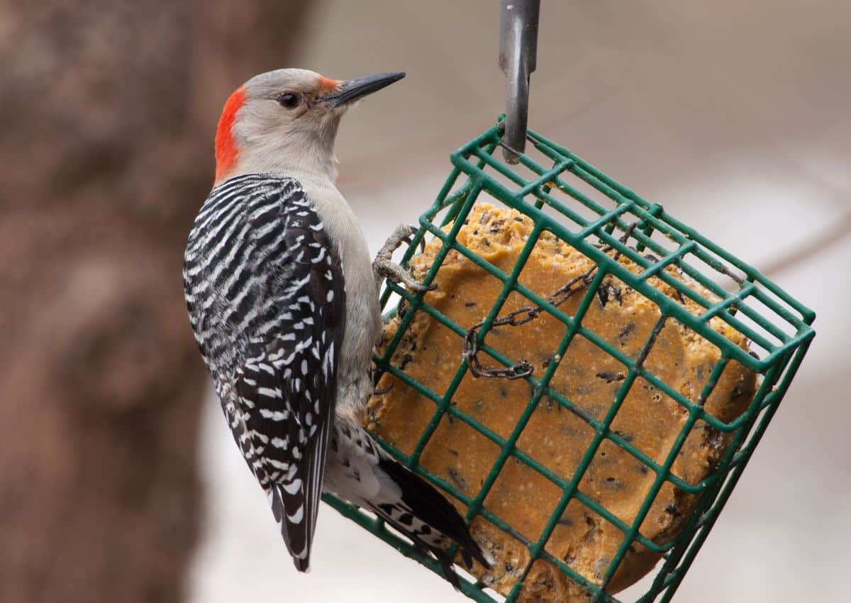 A woodpecker at a suet feeder in winter