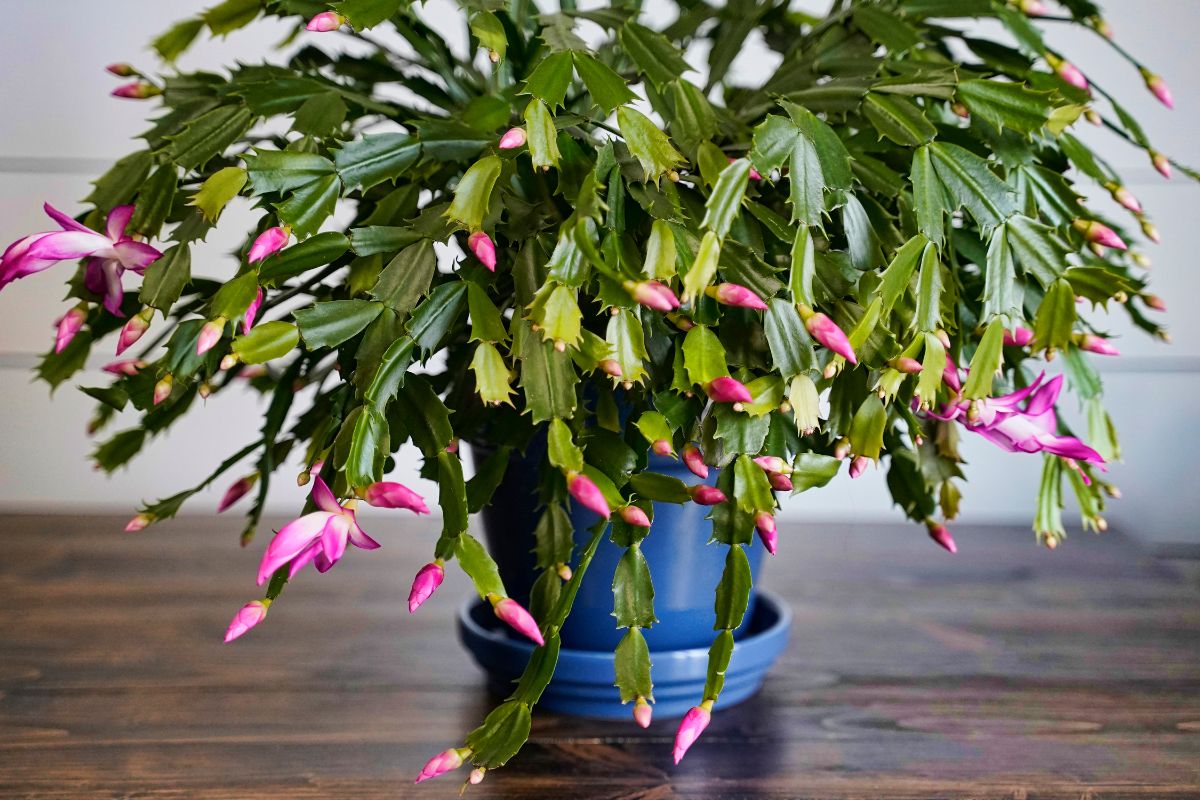 A large Christmas cactus in a smaller pot forces it to bloom.