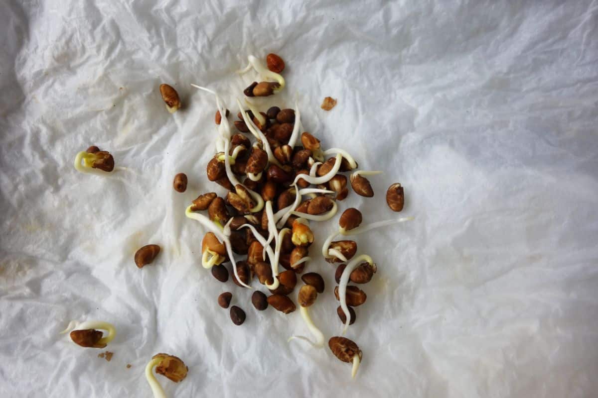 Sprouting seeds on a moist paper towel