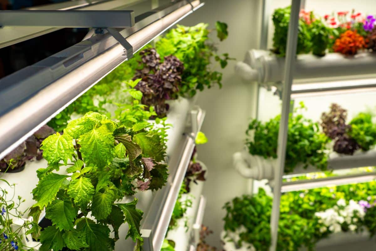 A shelf growing system for seedlings