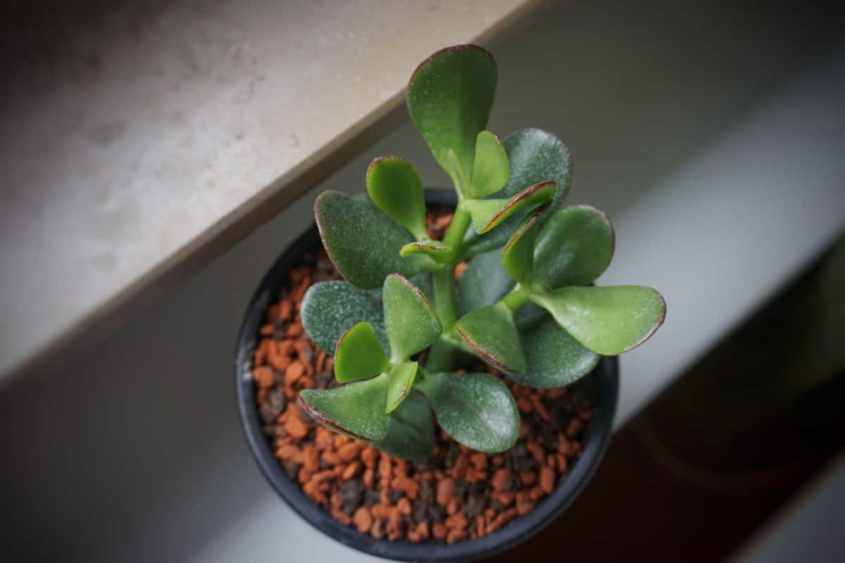 A Jade plant is a good plant for a home with allergies.