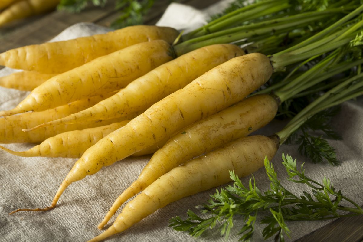 Juane Obtuse du Doubs yellow storage carrot