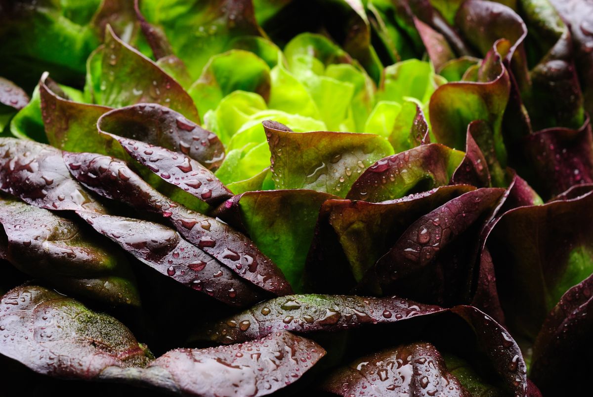 Red and green leaf lettuce heads