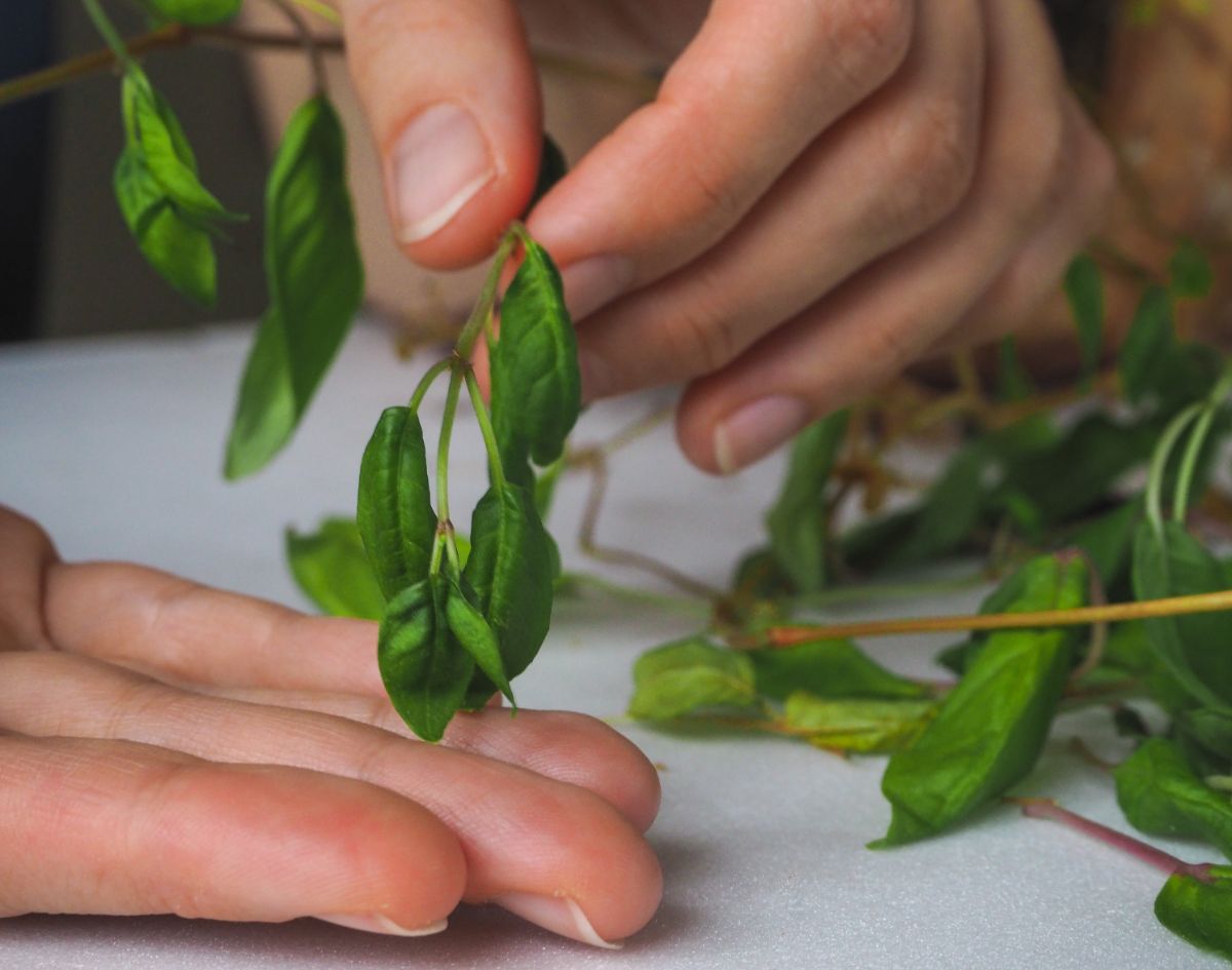 Pruning foliage on a houseplant to help it keep up with pruned roots