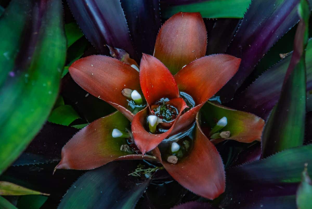 Little Nest Nidularium bromeliad