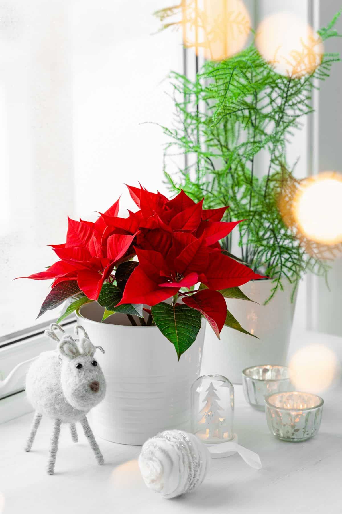 A blossoming poinsettia plant in bright light near a window.