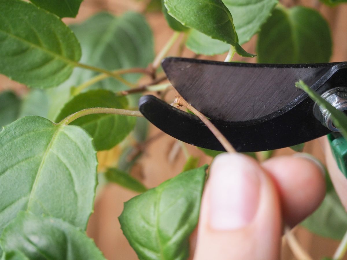 A woman prunes a bug-infested leaf from a houseplant