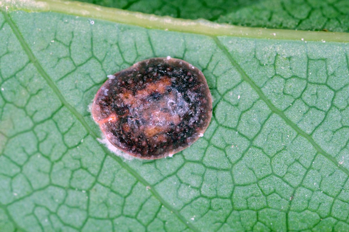 Brown spotting on fiddle leaf fig from insect damage