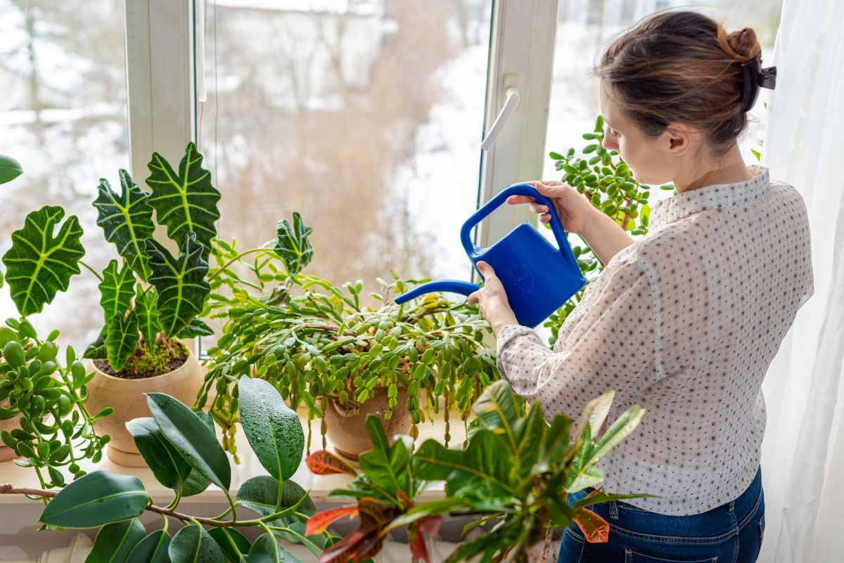 A woman watering a Christmas cactus with a watering can.