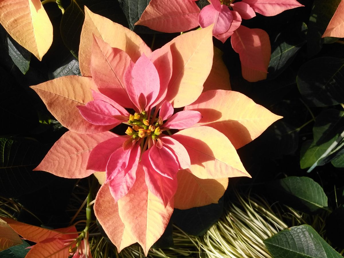 A bicolored poinsettia with a beautiful flower pattern.